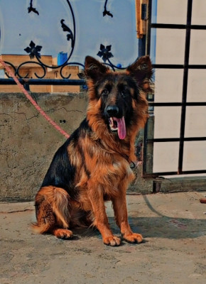 Cherry vom Dream Dogs