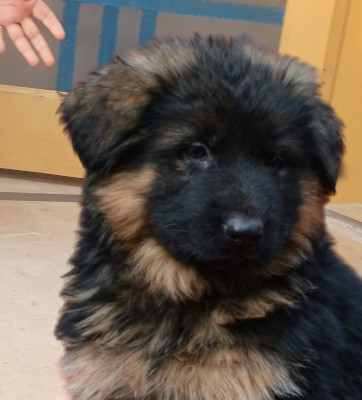 Mabel Vom ATTOCK GSD