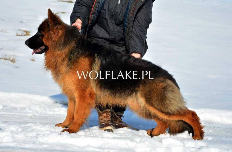 Faro vom Frankengold (FCI)