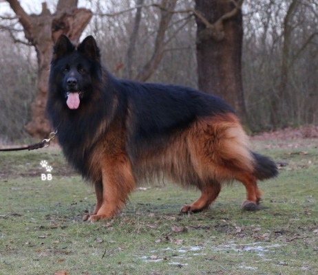 Bohun z Heydlowego Wzgorza