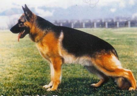 Porsche von Bad-Boll 