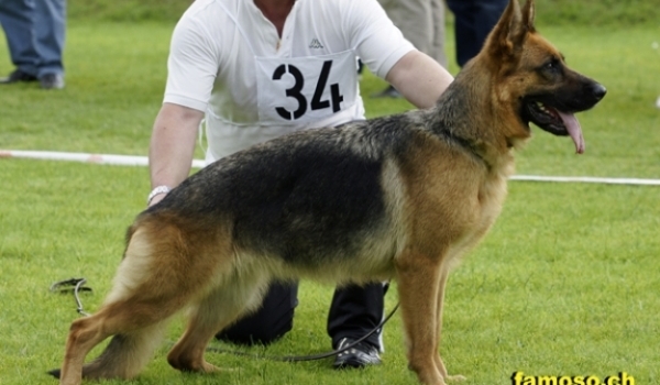 Asia del Colle Verde