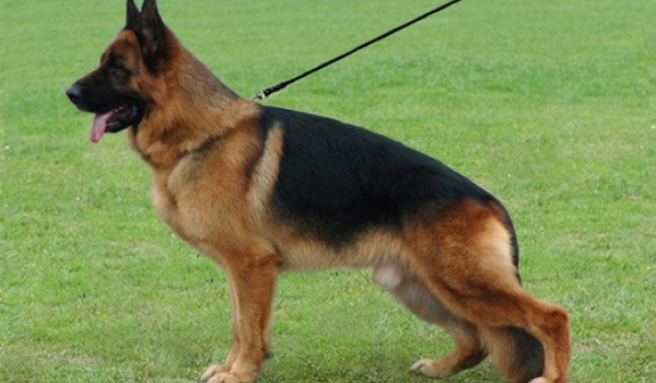 Tyson vom Köttersbusch