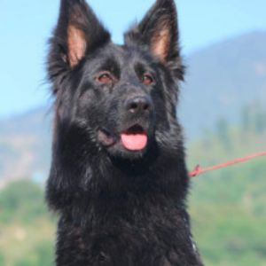 LORA z Doliny Debow (FCI)